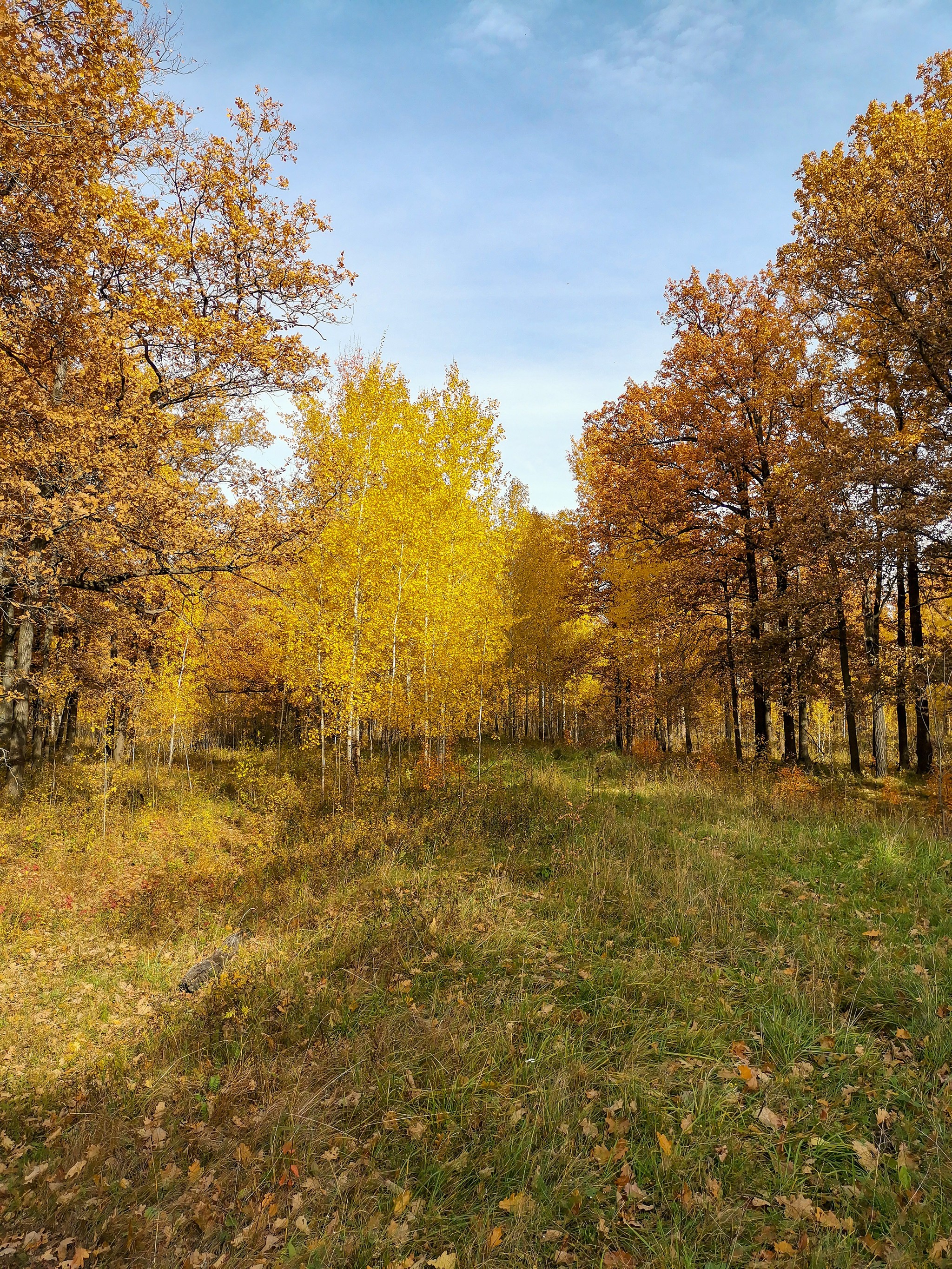 Autumn sketches - My, Dzerzhinsk, Mobile photography, Nature, Autumn, Longpost, What is autumn, Video, A bike