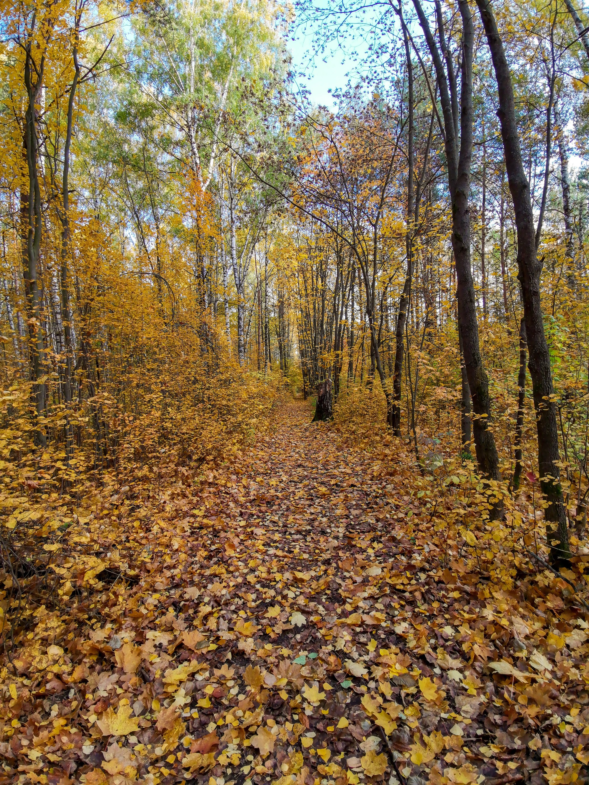 Autumn sketches - My, Dzerzhinsk, Mobile photography, Nature, Autumn, Longpost, What is autumn, Video, A bike