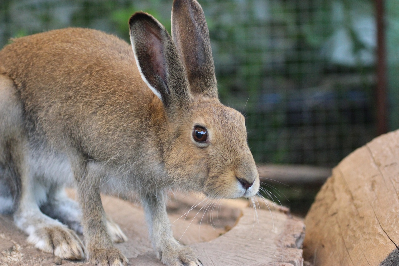 clockwork beast - Hare, White hare, Hare House, Video