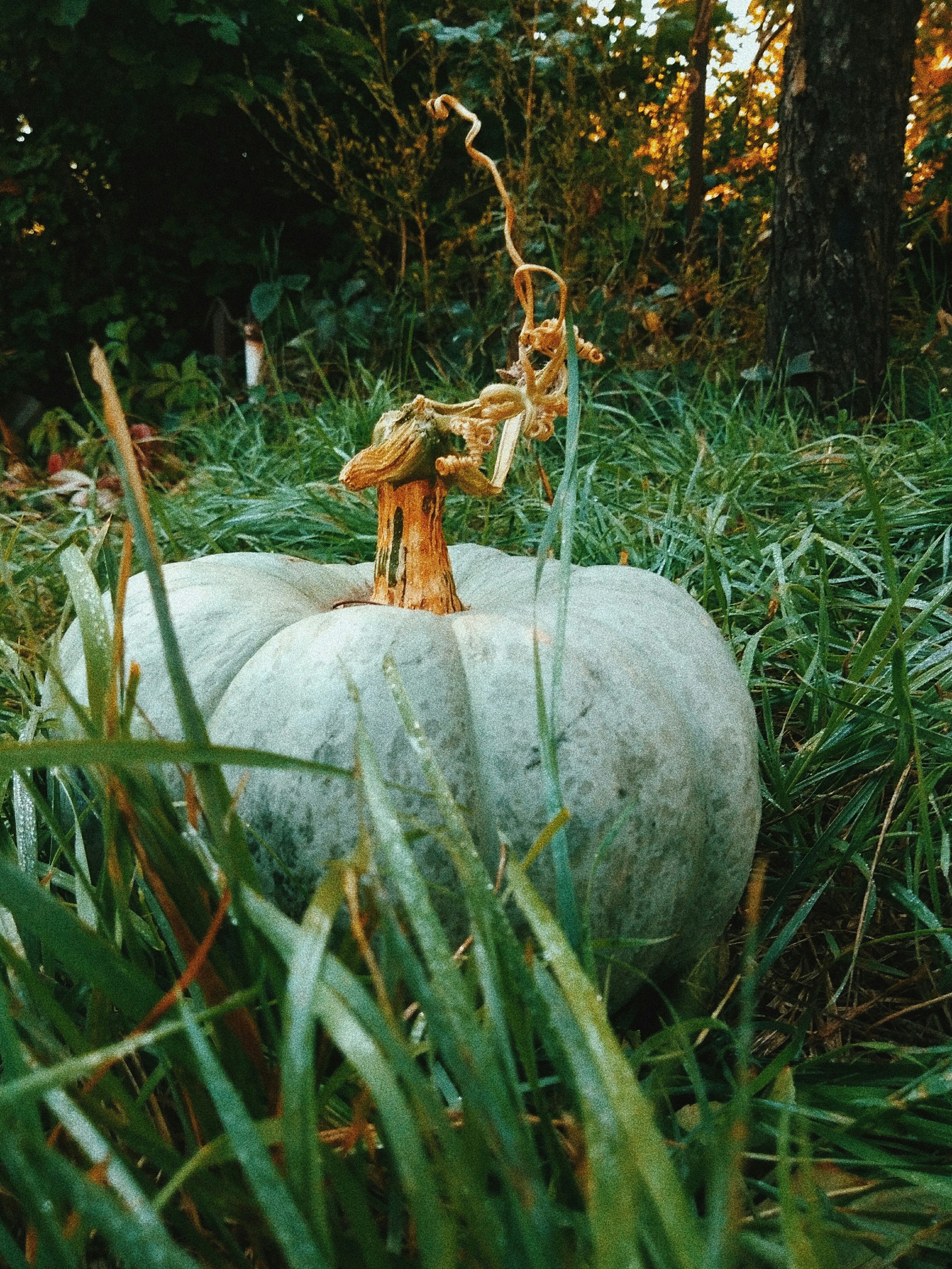 Harvest - My, Autumn, The photo, Pumpkin, Longpost