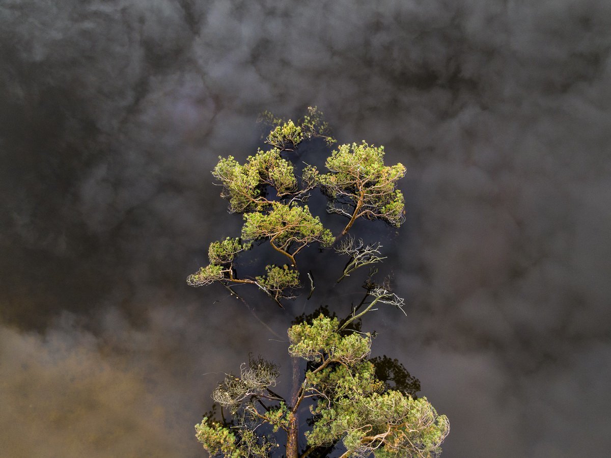 Even a tree that has fallen into the lake continues to be enveloped in clouds - you just need to look from the right angle. - The photo, beauty of nature, The national geographic