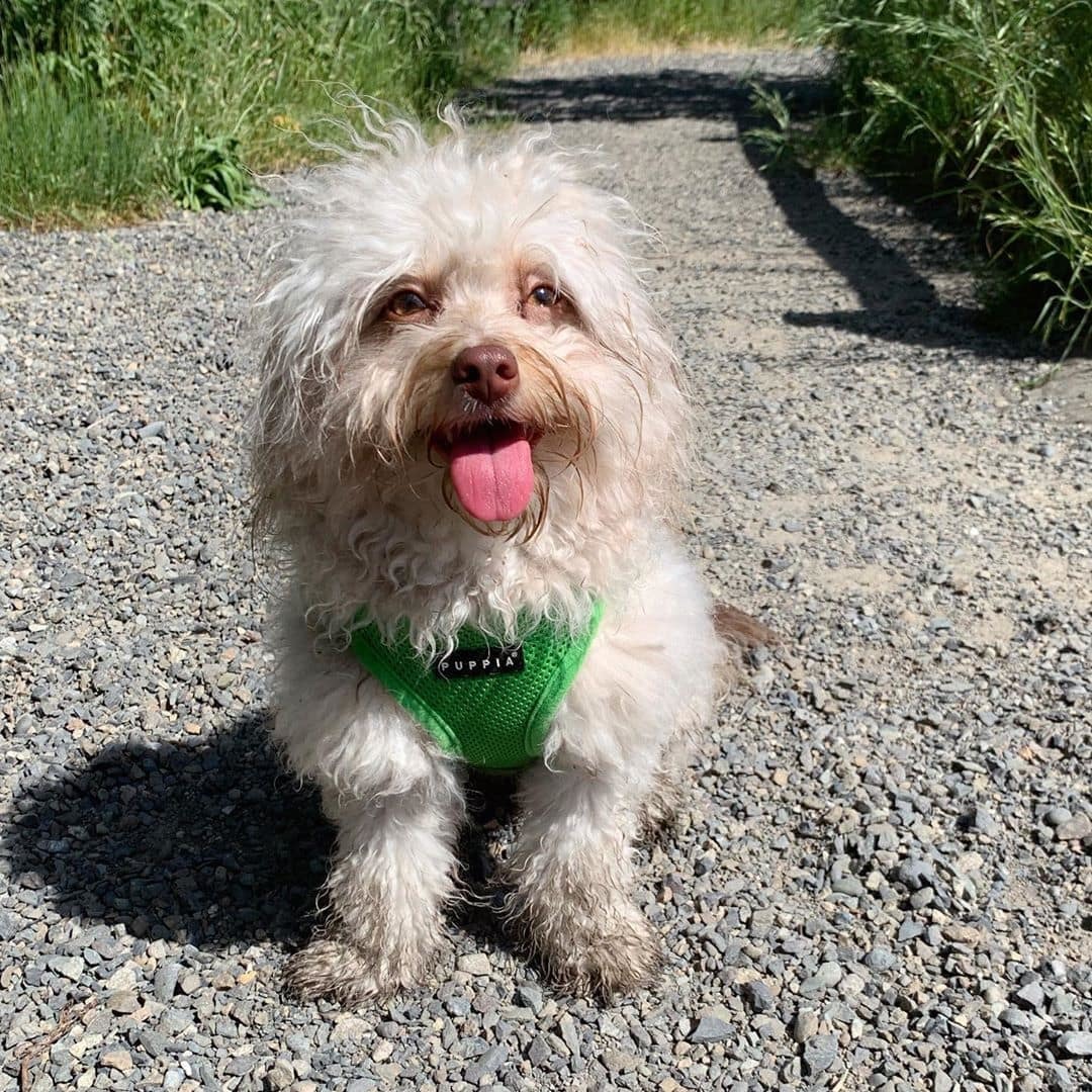 Australian poodle Nori became an internet sensation because of his human face - Dog, Person, Poodle, Longpost