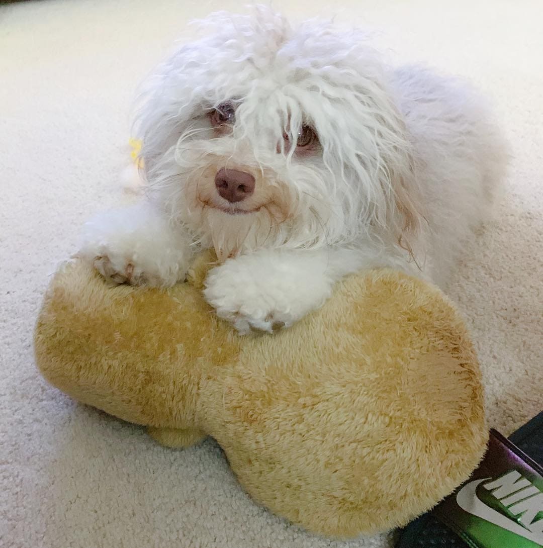 Australian poodle Nori became an internet sensation because of his human face - Dog, Person, Poodle, Longpost