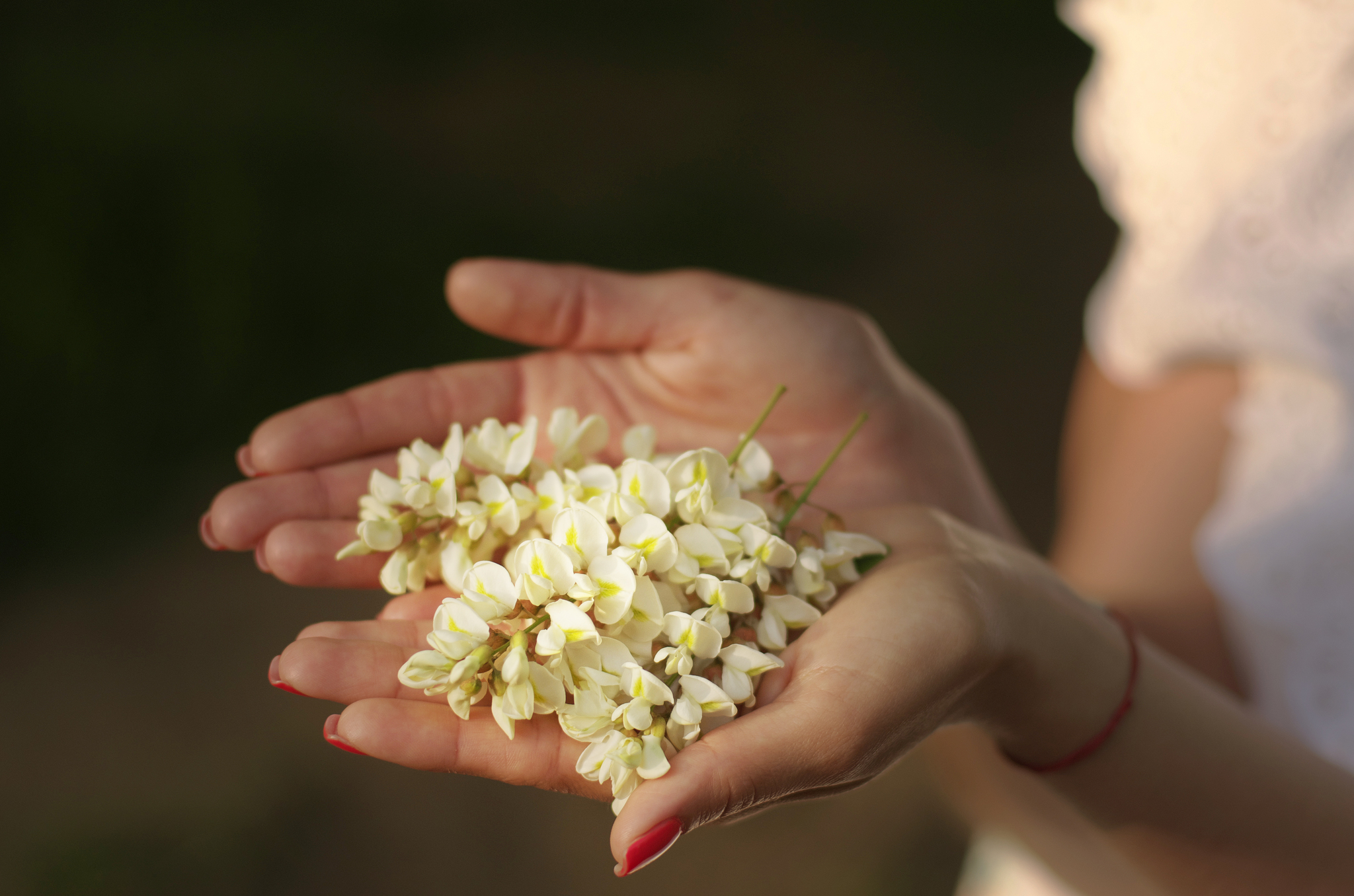 Ah, the acacia. - My, Acacia, Tenderness, Beginning photographer