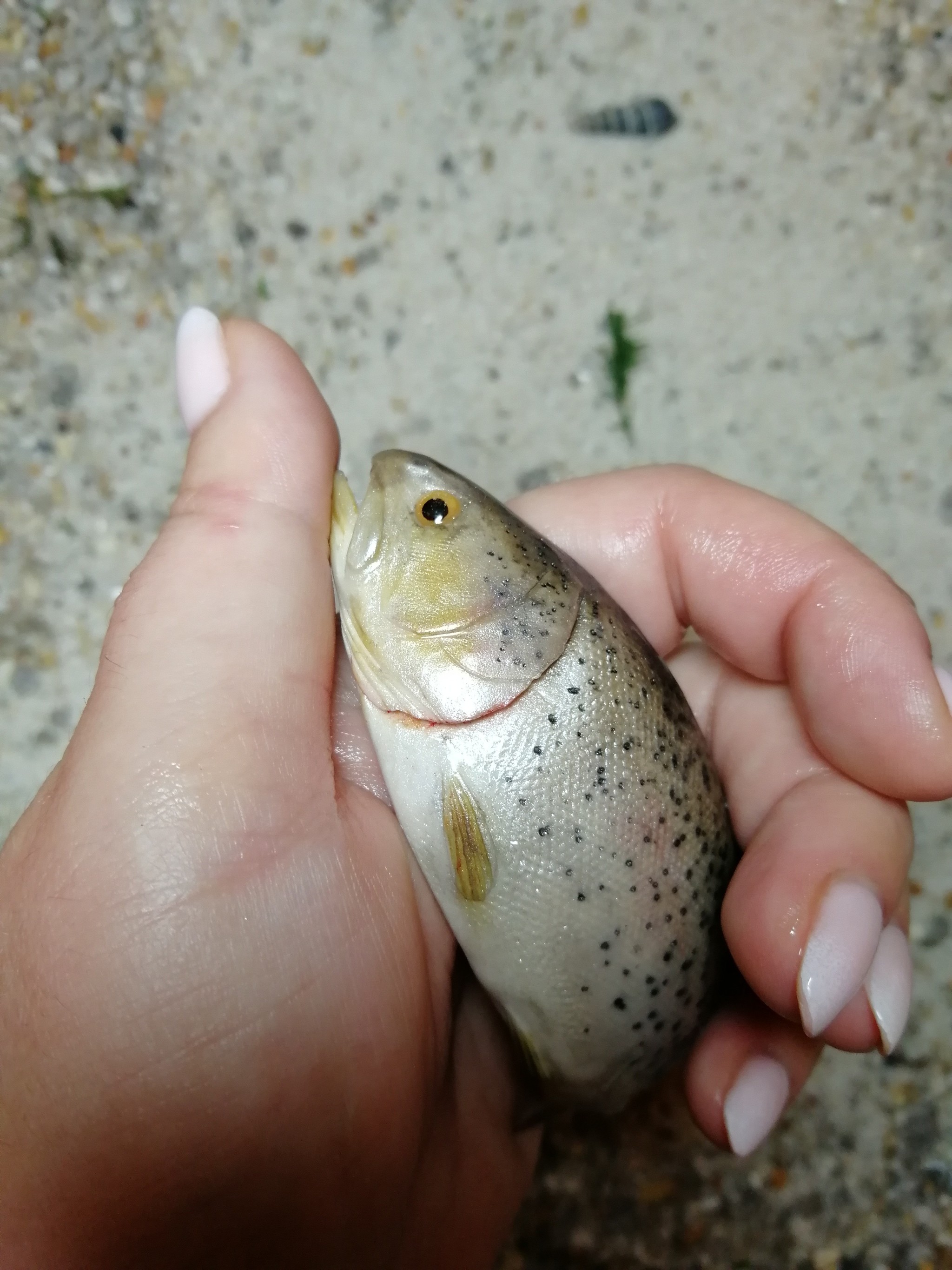 Trout and perch - My, Polymer clay, A fish, Perch, Trout, Needlework without process, Creation, With your own hands, Longpost