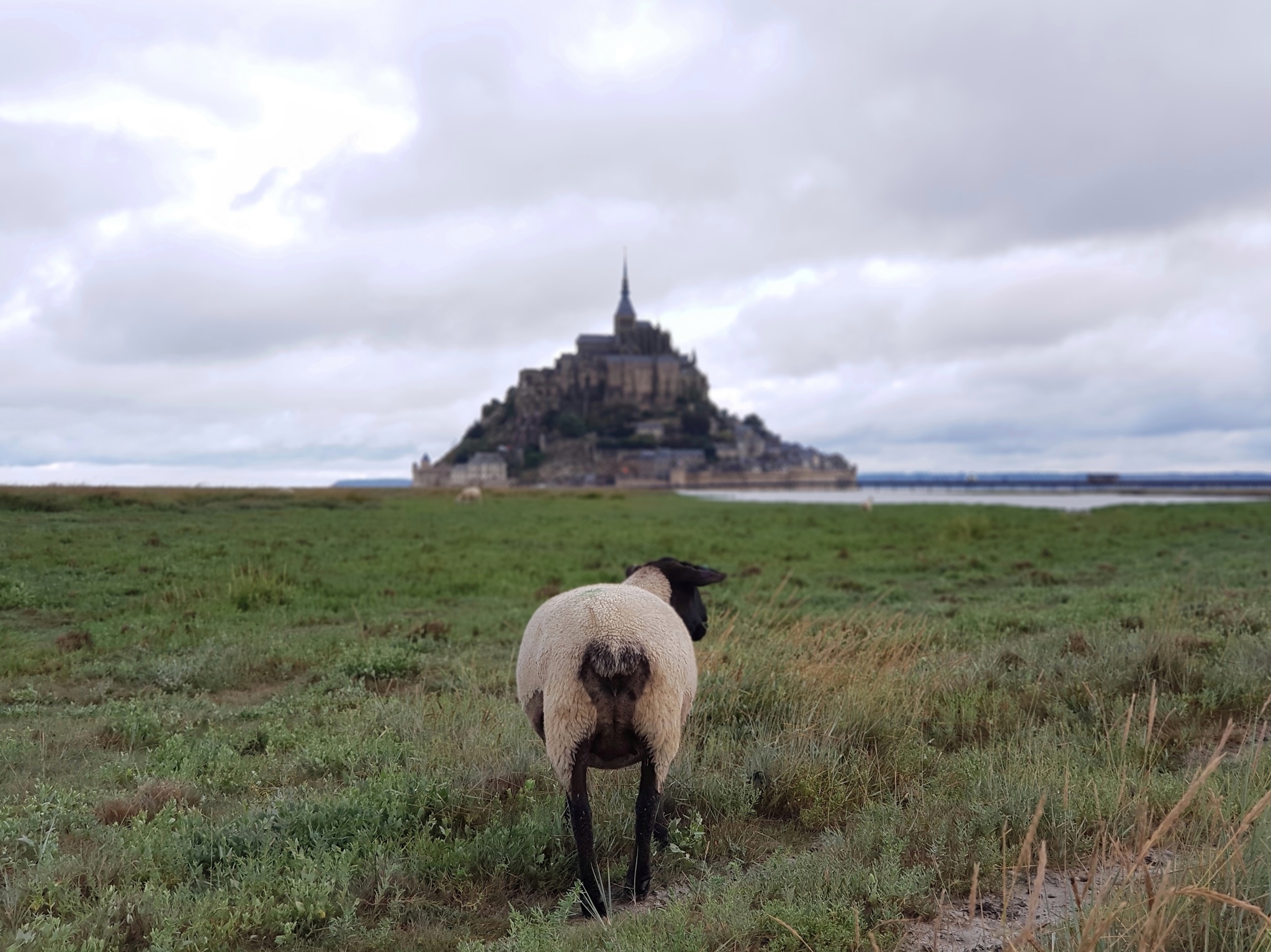 Dolly - My, Beginning photographer, Mont Saint Michel, France, Sheeps, Samsung Galaxy Note 8