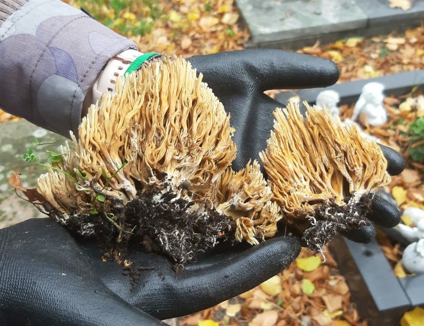 Reindeer horns (Ramaria) - My, Mushrooms, Mushroom season, Deer horns, Longpost