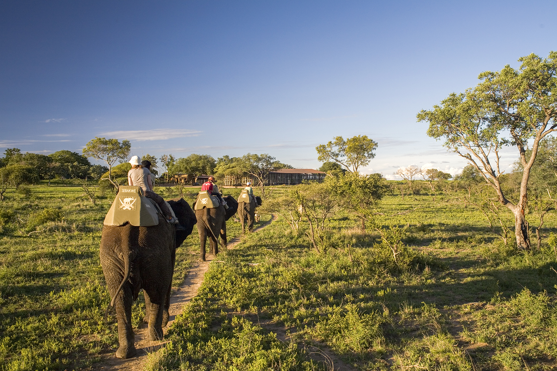 elephant trail - My, Africa, Safari, Elephants, Bungalow, Travels