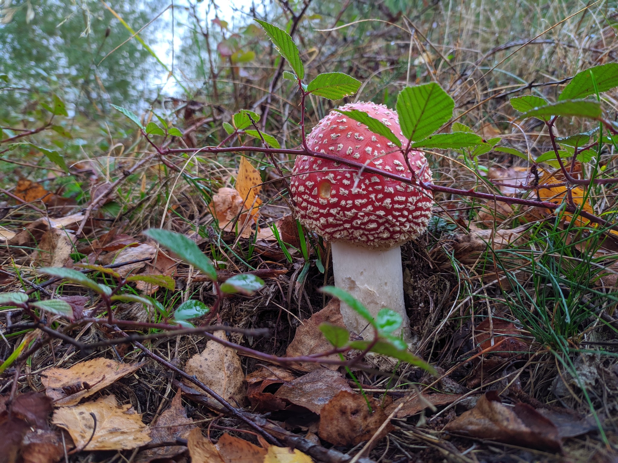 Amanitas! - Mushrooms, Fly agaric, Longpost