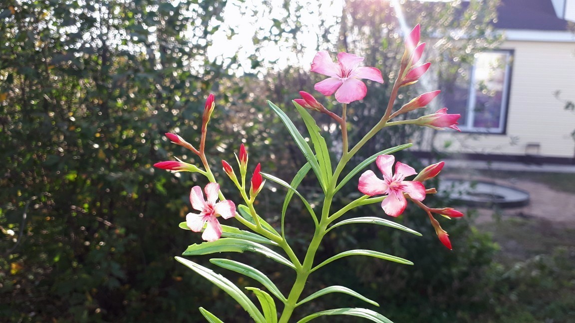 Handmade oleander - My, Needlework without process, Oleander, Polymer clay, Plants, Flowers, Cold porcelain, Longpost