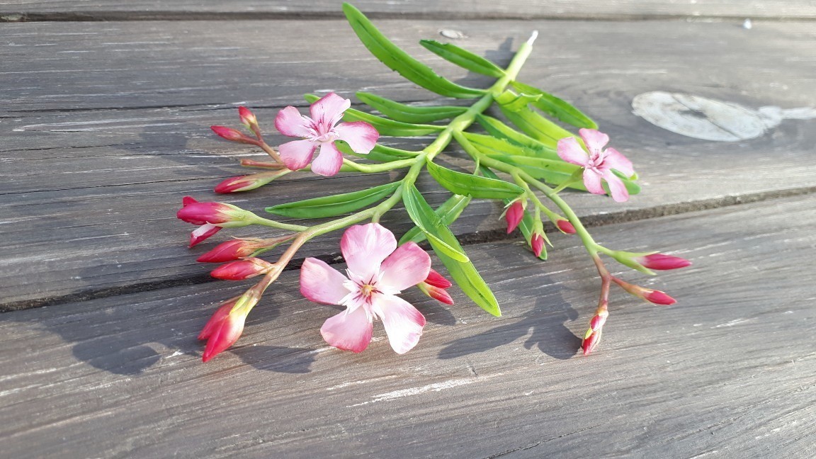 Handmade oleander - My, Needlework without process, Oleander, Polymer clay, Plants, Flowers, Cold porcelain, Longpost