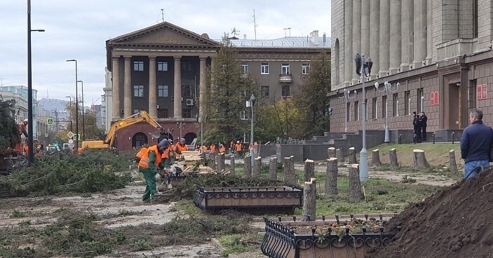 Cut down blue spruce - Blue spruces, Krasnoyarsk, Cut down