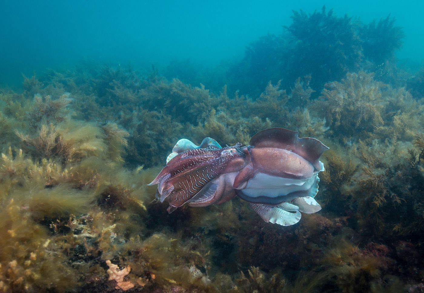 Ocean World: a selection of photos - Ocean, Underwater world, Shark, Whale, Jellyfish, Seaweed, The photo, Scuba diver, Longpost, Jellyfish