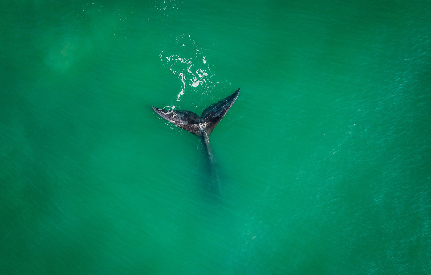 Ocean World: a selection of photos - Ocean, Underwater world, Shark, Whale, Jellyfish, Seaweed, The photo, Scuba diver, Longpost, Jellyfish