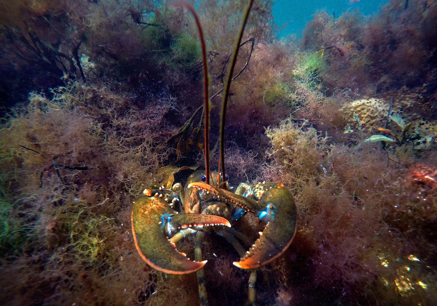 Ocean World: a selection of photos - Ocean, Underwater world, Shark, Whale, Jellyfish, Seaweed, The photo, Scuba diver, Longpost, Jellyfish