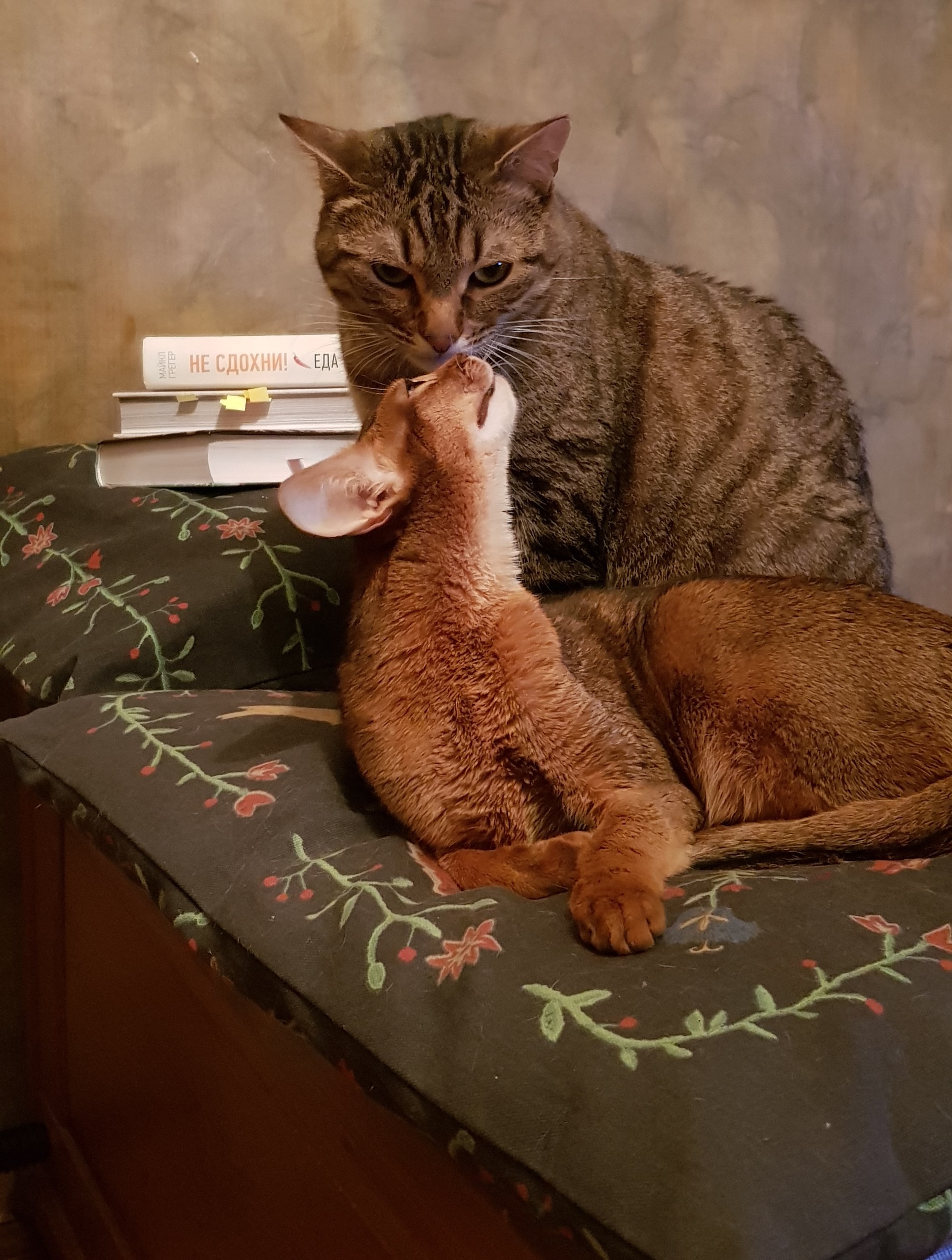 Our Milahi - My, Catomafia, The photo, Longpost, cat, Abyssinian cat