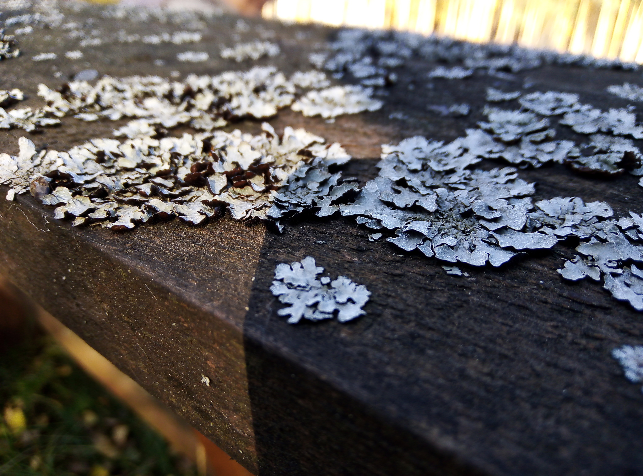 Lichen and moss - My, Lichen, Moss, Forest, Middle Ural, Longpost