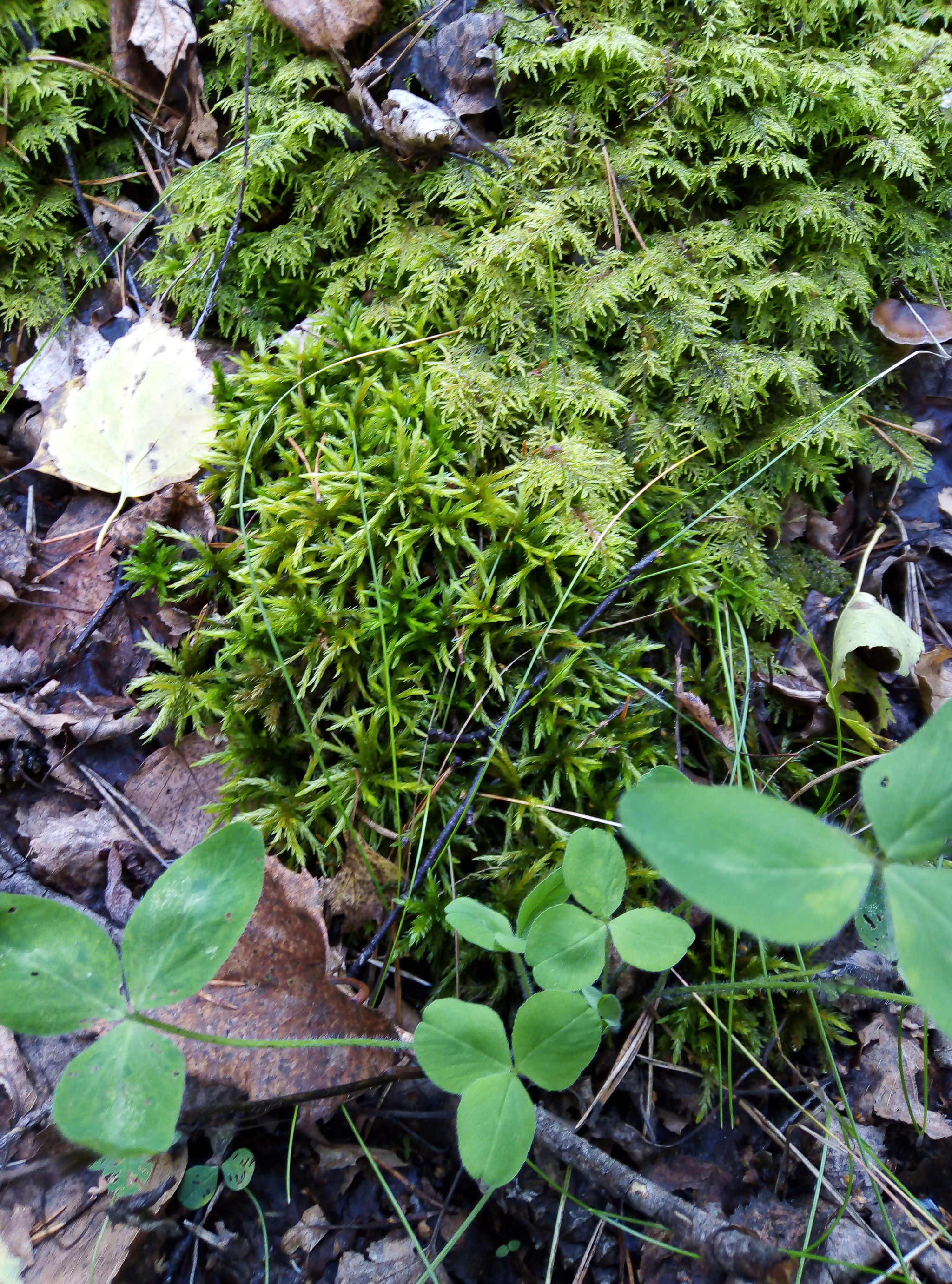 Lichen and moss - My, Lichen, Moss, Forest, Middle Ural, Longpost