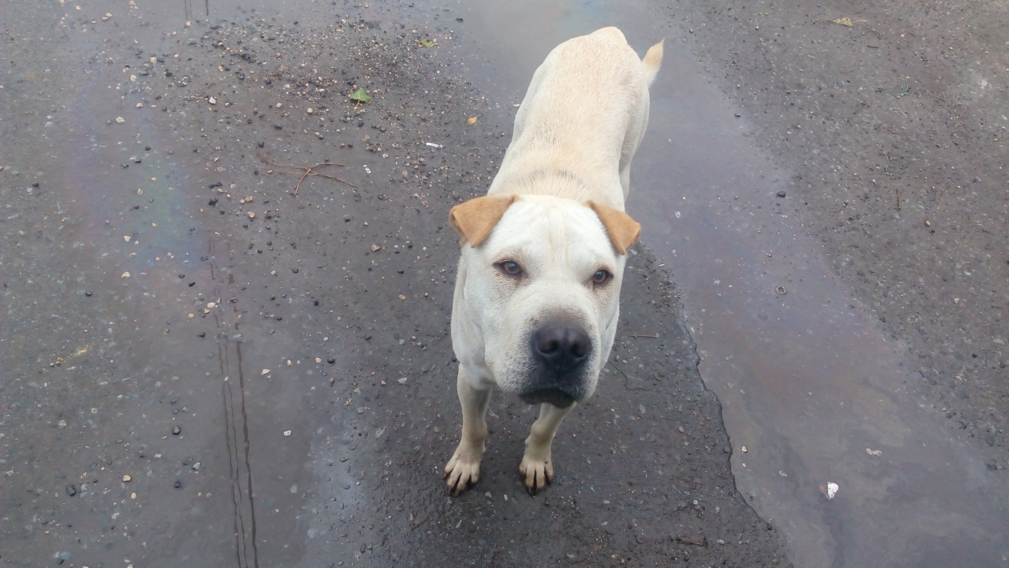 No rating. Dog (probably Shar-Pei's half-breed), Lipetsk district, Troitskoye village. - My, Dog, In good hands, Search, Lost, No rating