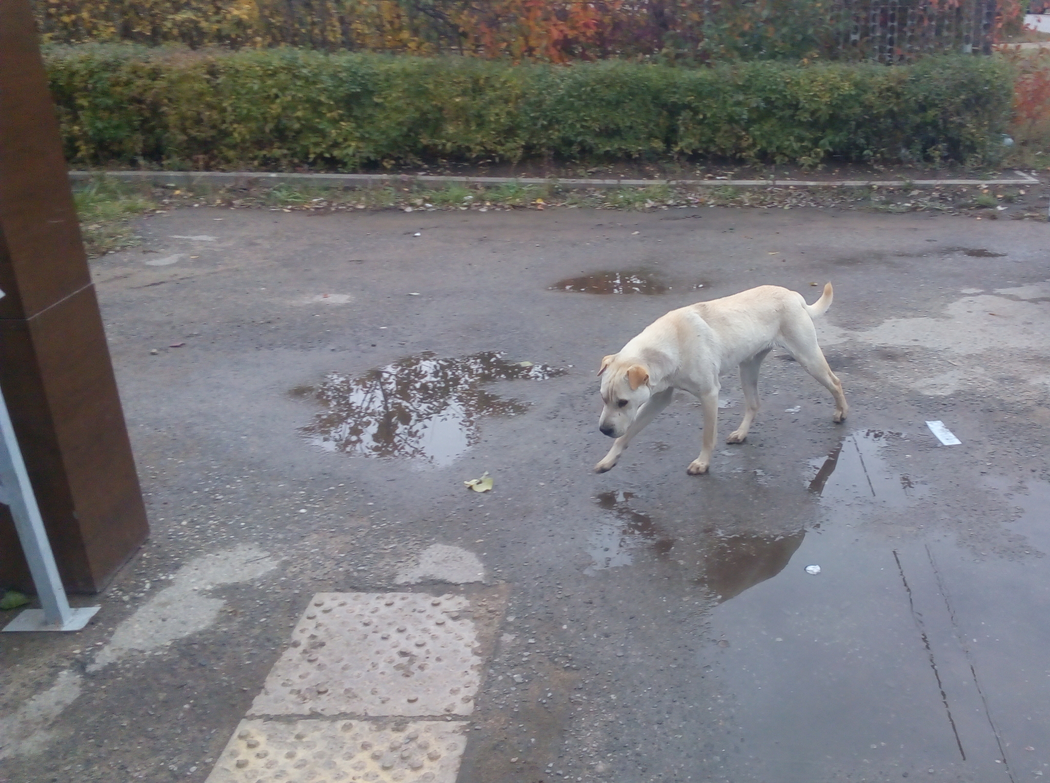 No rating. Dog (probably Shar-Pei's half-breed), Lipetsk district, Troitskoye village. - My, Dog, In good hands, Search, Lost, No rating