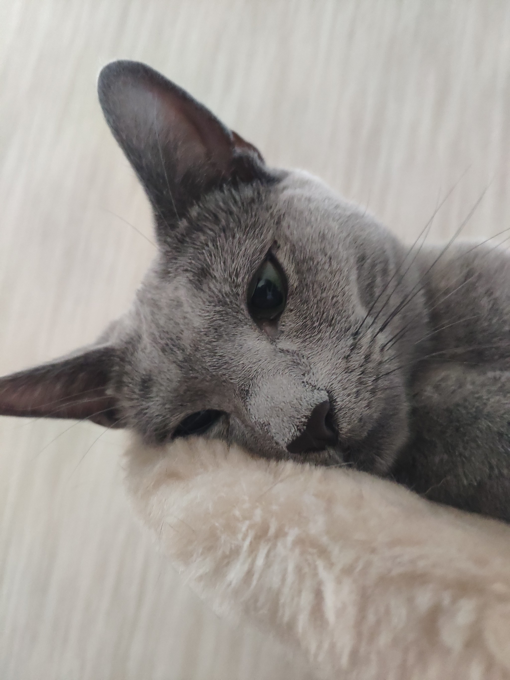 Hi all - My, Catomafia, Russian blue, Longpost, cat