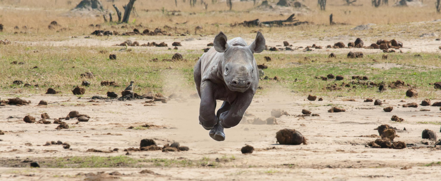 Looks like it's time for the photographer to get out of there. - Rhinoceros, Attack, , Wild animals