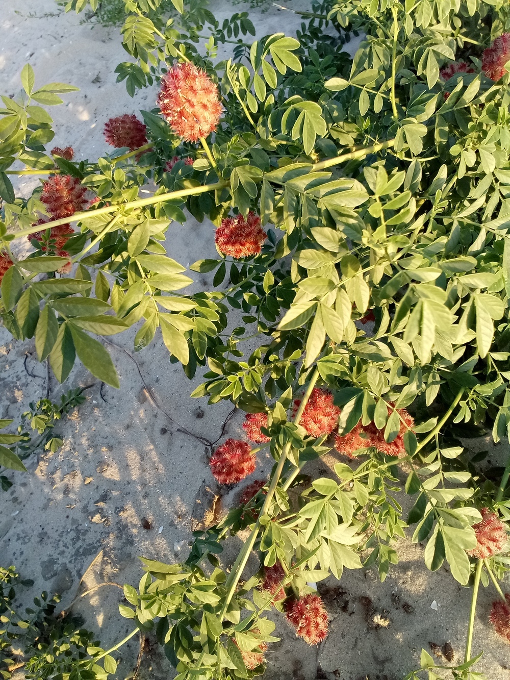 On the Don coast - My, Plants, Don, The photo, Longpost, Licorice