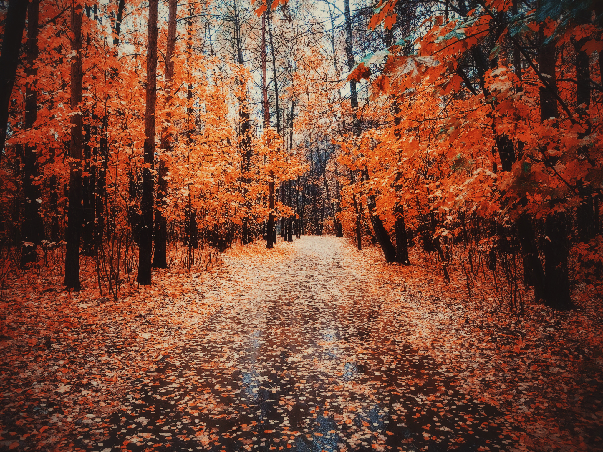 Golden autumn - My, Autumn, Leaves, Gold