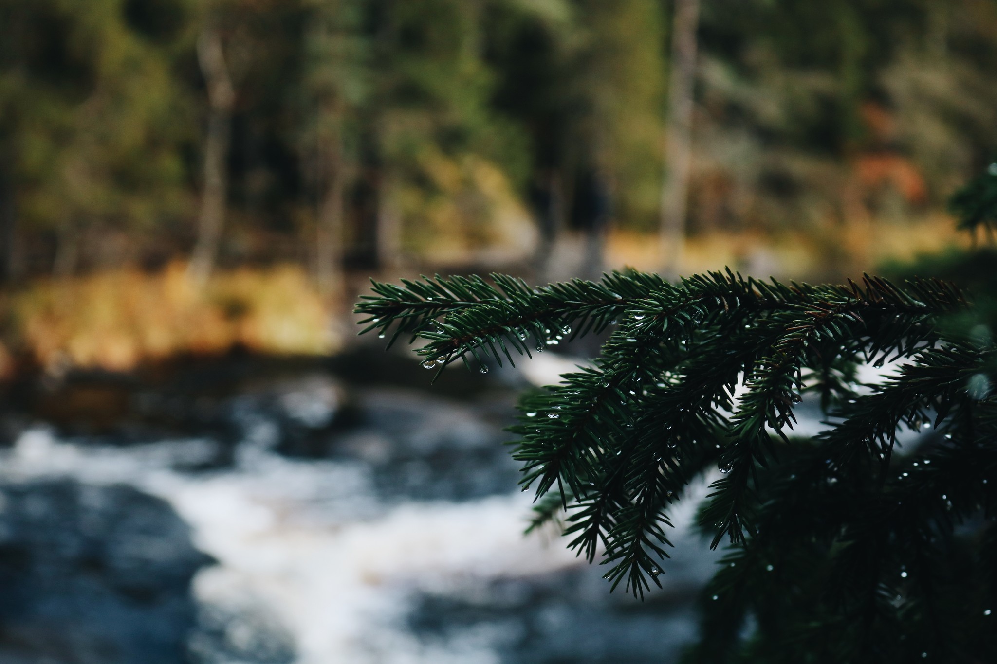 Colors of Karelia - My, Карелия, Autumn, The photo, Longpost