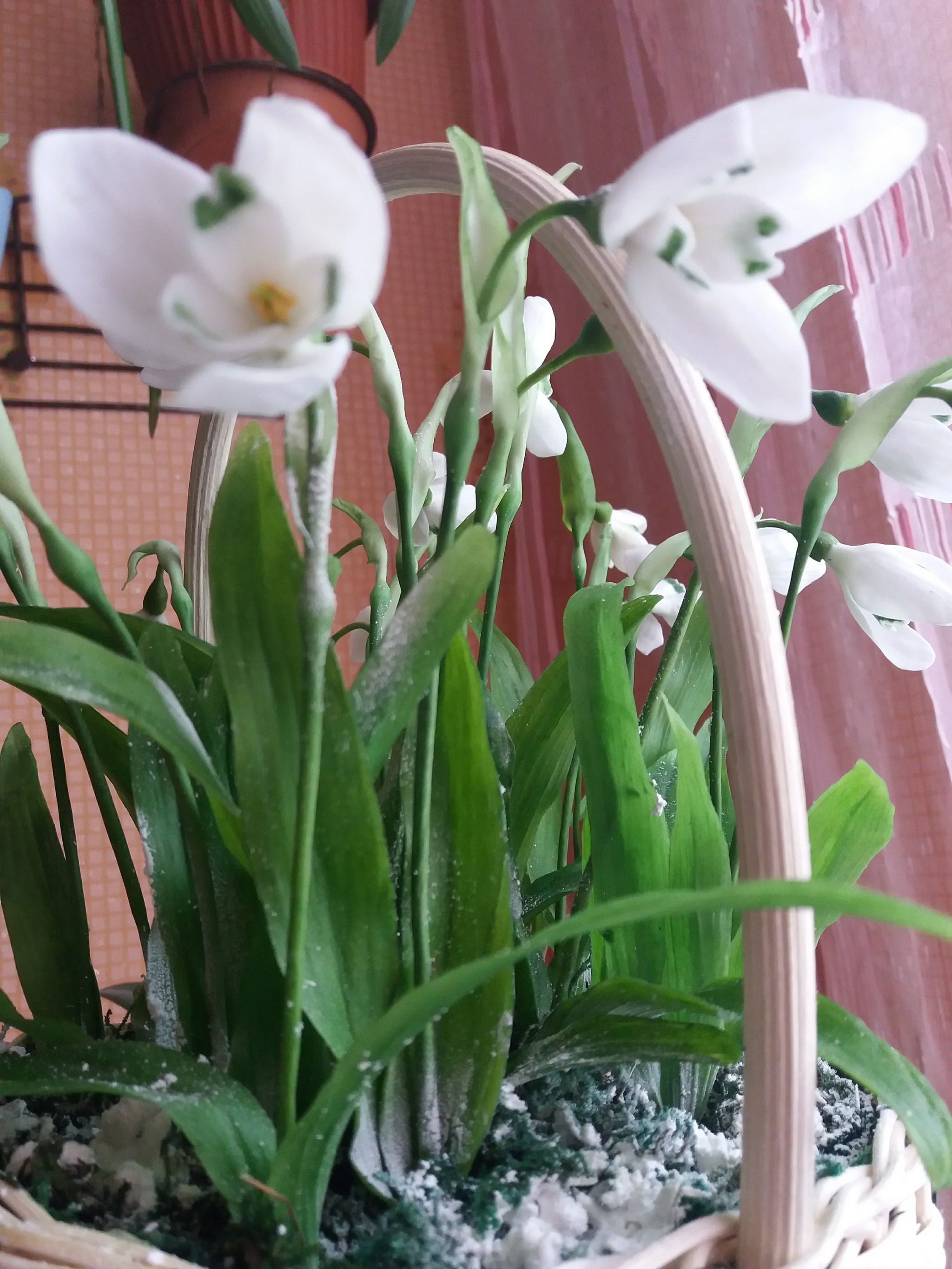 A few snowdrops. - My, Snowdrops, Cold porcelain, Longpost, Needlework without process, Snowdrops flowers