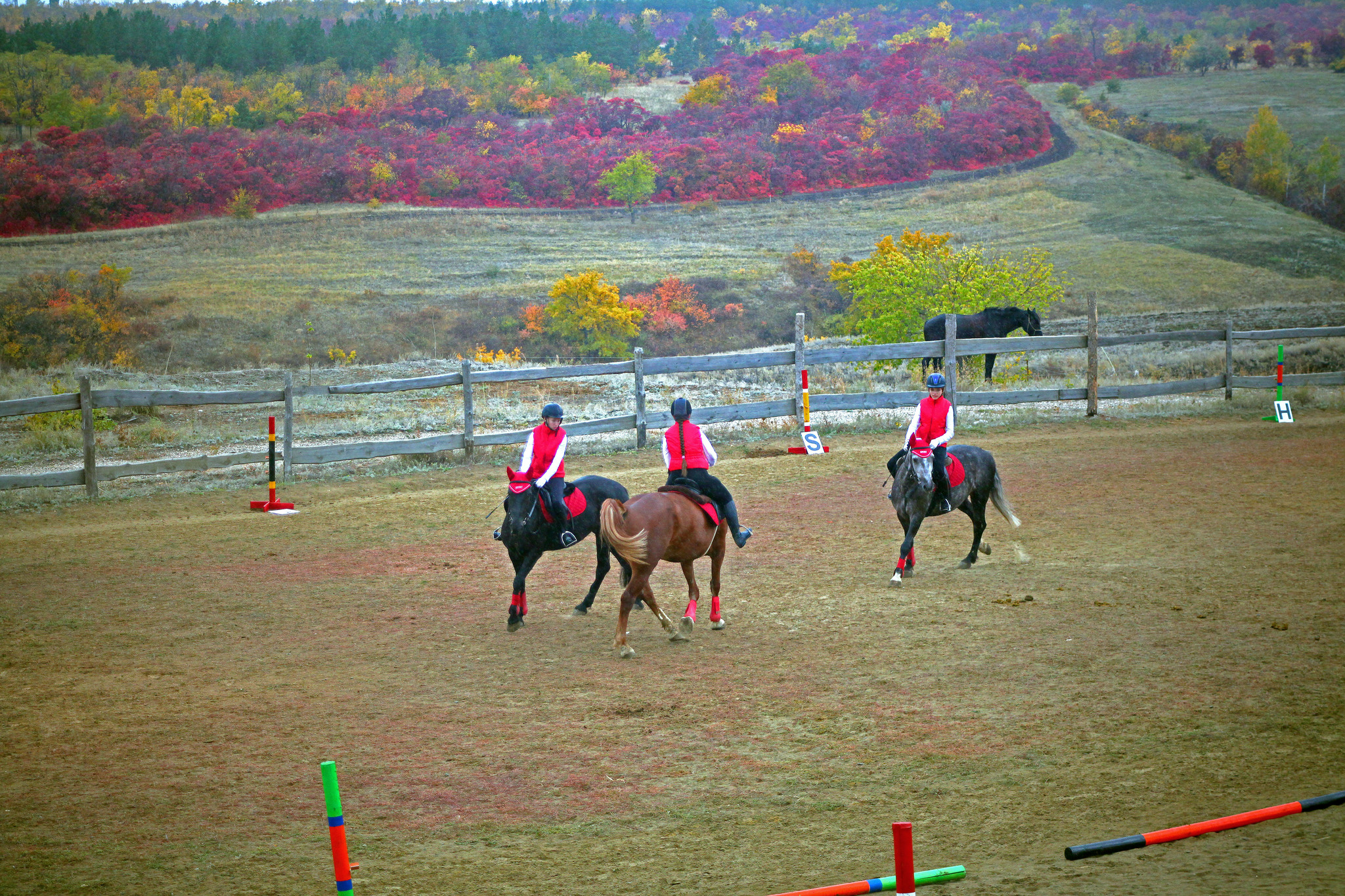 Chronicle of one competition - 2 - My, Horses, Competitions, Horseback Riding, Longpost