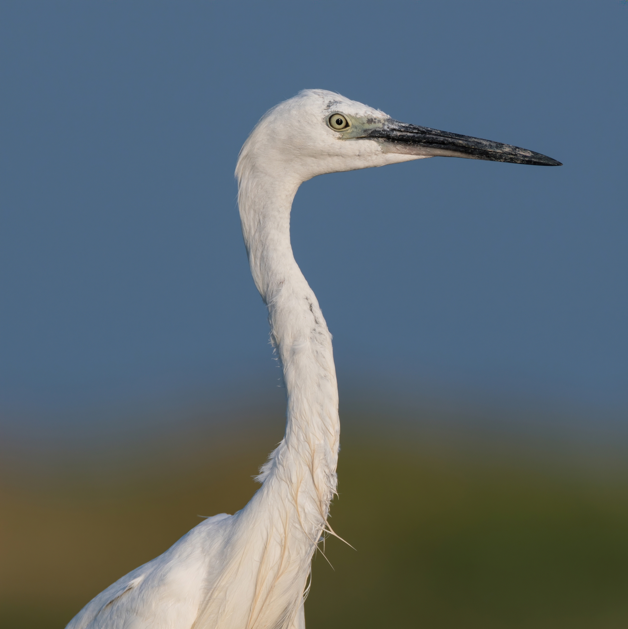 Little egret - My, The photo, Photo hunting, Birds, Ornithology, Nature, Animals, Heron, Rostov region