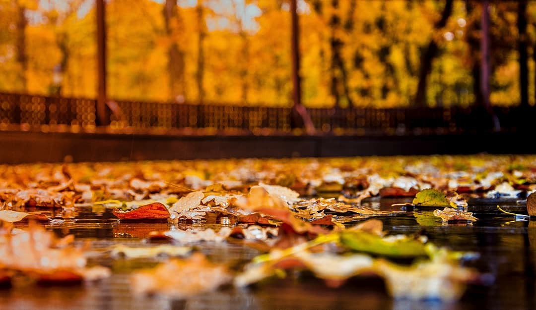 Autumn in Tsaritsyno - My, The photo, Landscape, Russia, Autumn, Photographer, Longpost