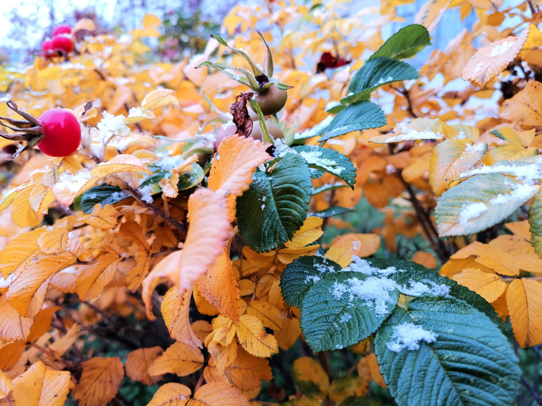 First snow - My, Snow, Leaves, Mobile photography