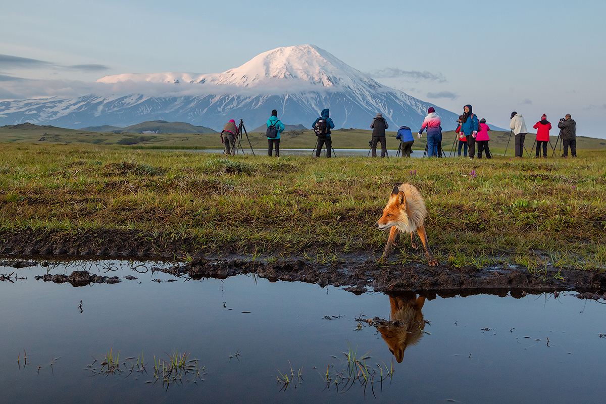 Let's go HERE!!!! - My, Kamchatka, Fox, Nature, Landscape, Volcano, Travels, Animals, Longpost