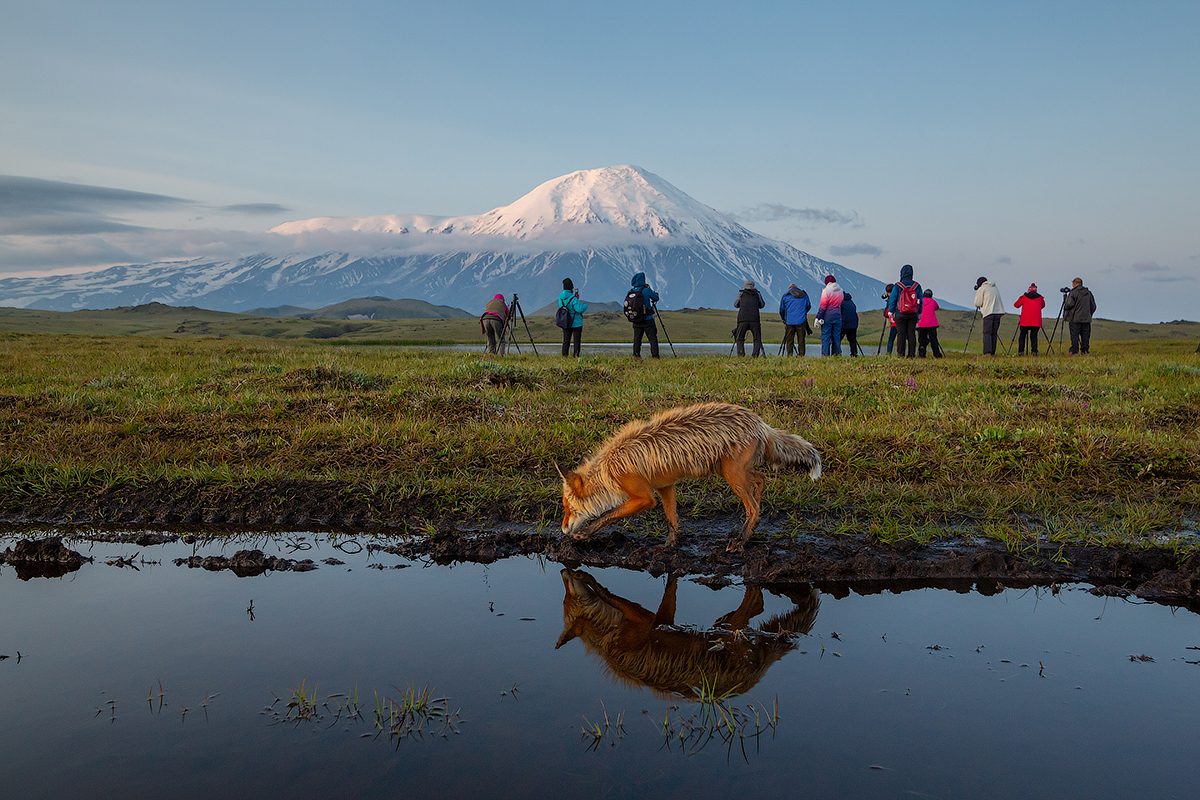 Let's go HERE!!!! - My, Kamchatka, Fox, Nature, Landscape, Volcano, Travels, Animals, Longpost