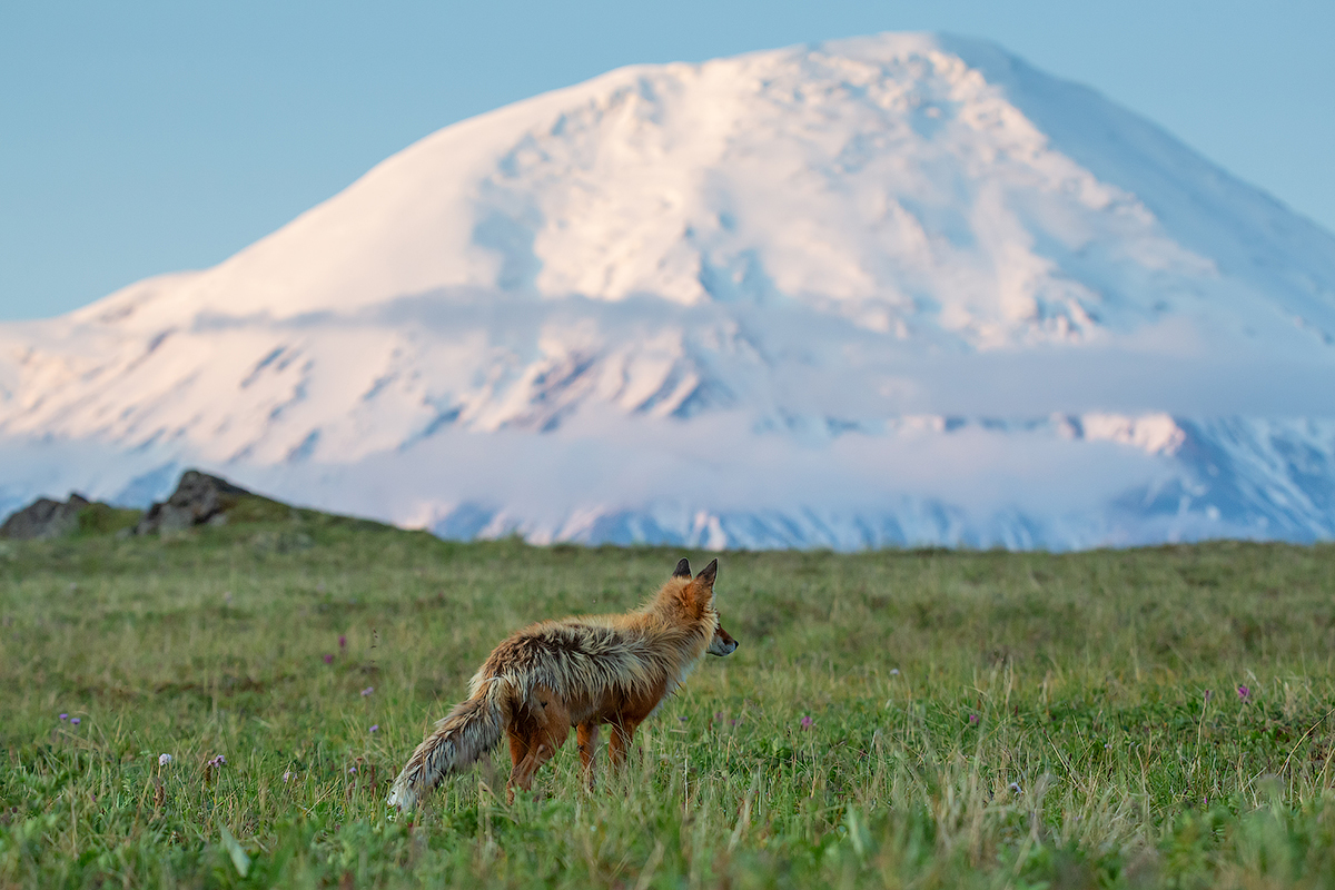 Let's go HERE!!!! - My, Kamchatka, Fox, Nature, Landscape, Volcano, Travels, Animals, Longpost