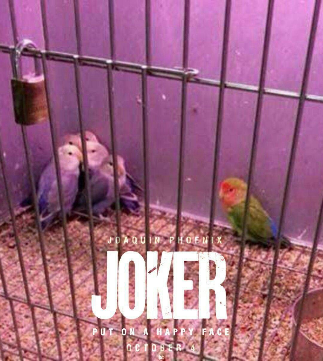 Joker. - A parrot, Joker