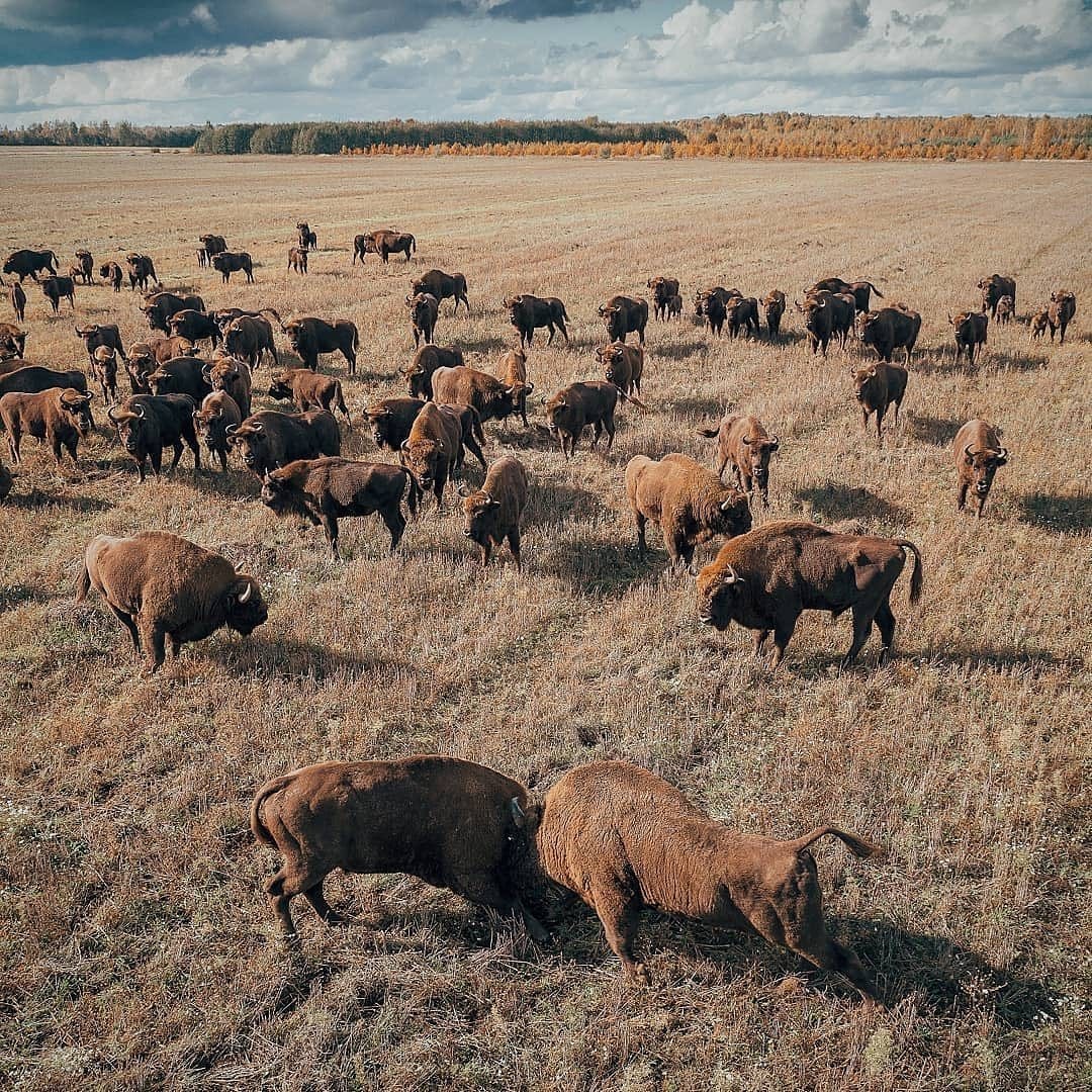 Belarusian bison in the natural environment - Bison, Belovezhskaya Pushcha, Nature, Republic of Belarus, Longpost