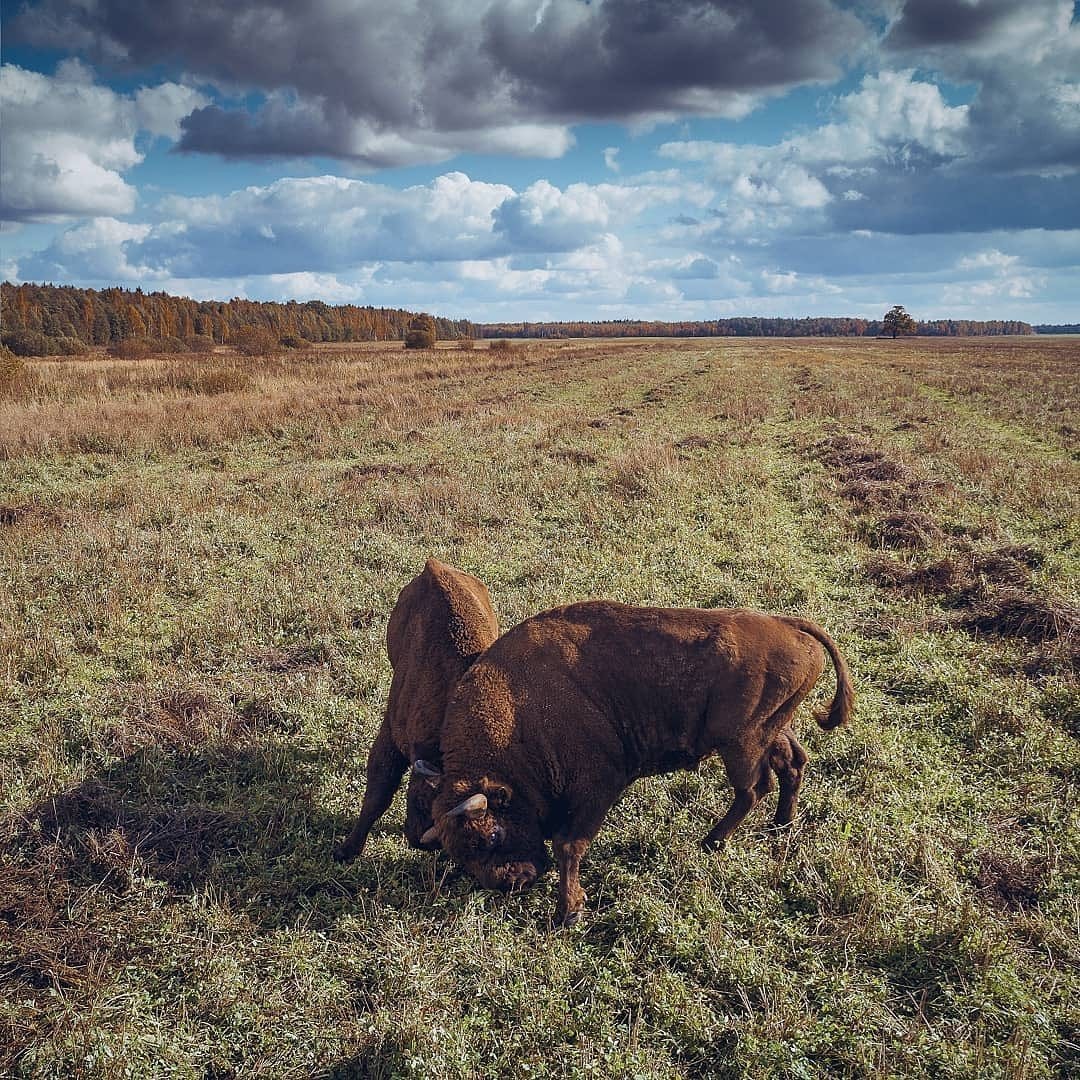 Belarusian bison in the natural environment - Bison, Belovezhskaya Pushcha, Nature, Republic of Belarus, Longpost