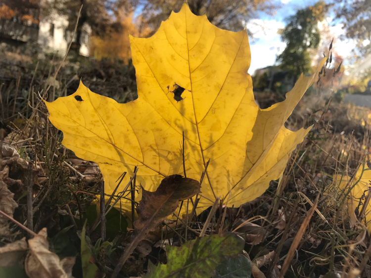 Sorry, couldn't resist - My, Longpost, Magnitogorsk, Autumn, The photo