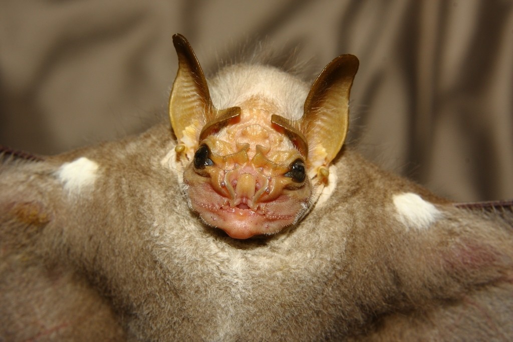 Fold-faced leaf-nosed - Bat, Bats, Longpost, Leaf-bearer, Folded-breasted leaf-bearer