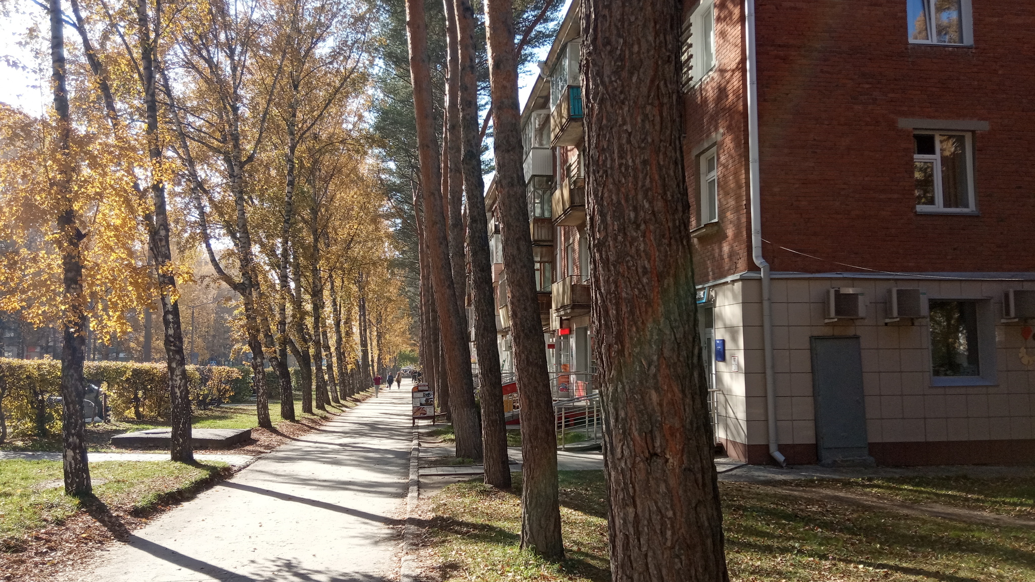 Академгородок осенью 2019 - Моё, Осень, Красота, Академгородок, Дерево, Листья, Новосибирская область, Фотография, Длиннопост