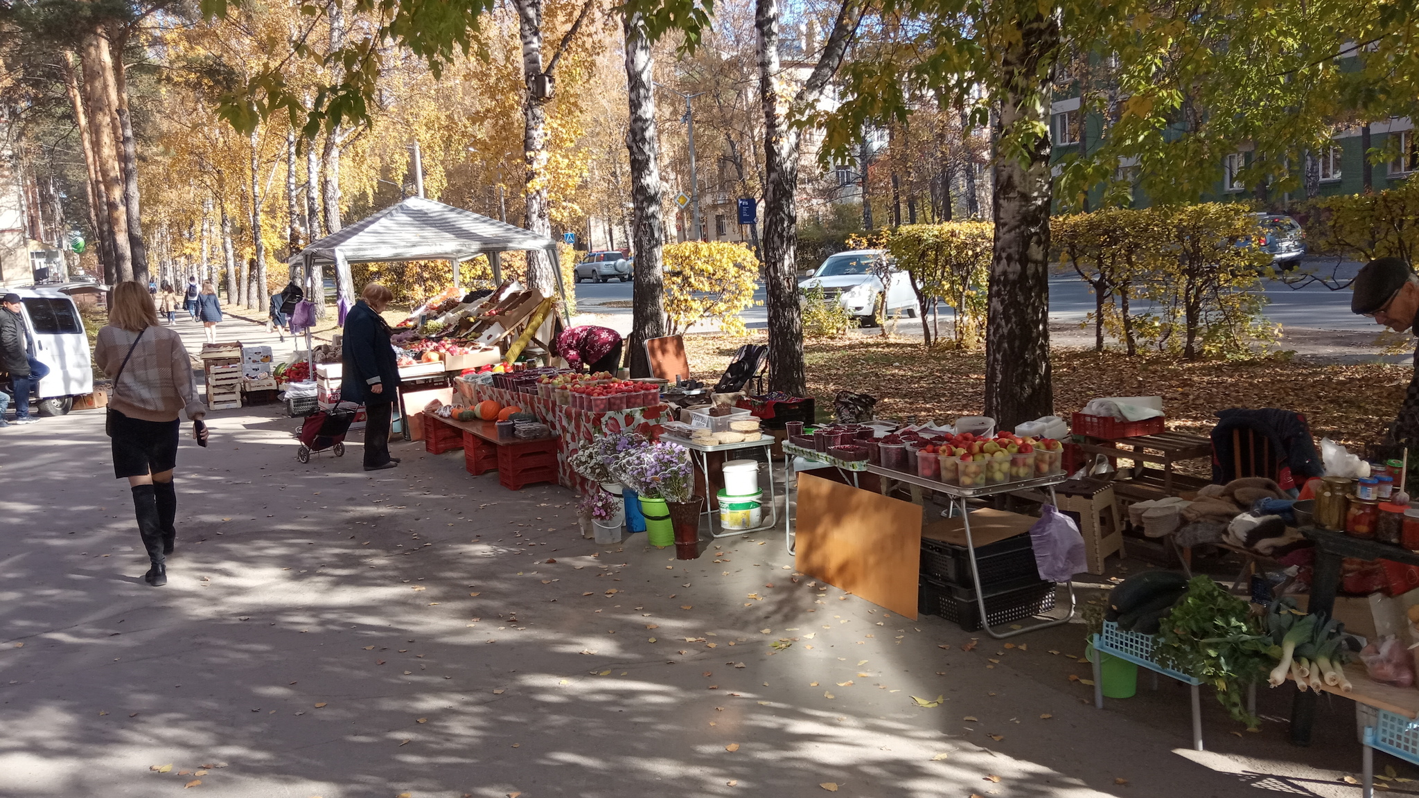 Академгородок осенью 2019 - Моё, Осень, Красота, Академгородок, Дерево, Листья, Новосибирская область, Фотография, Длиннопост