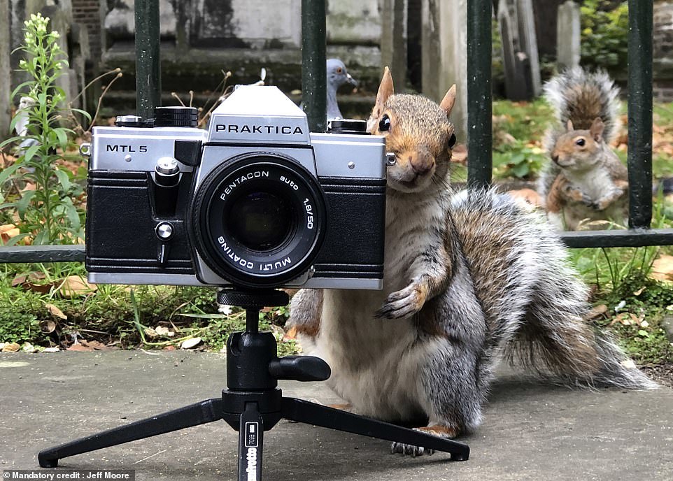 Белка фотографирует голубей - Белка, Голубь, Фотография, В мире животных, Длиннопост