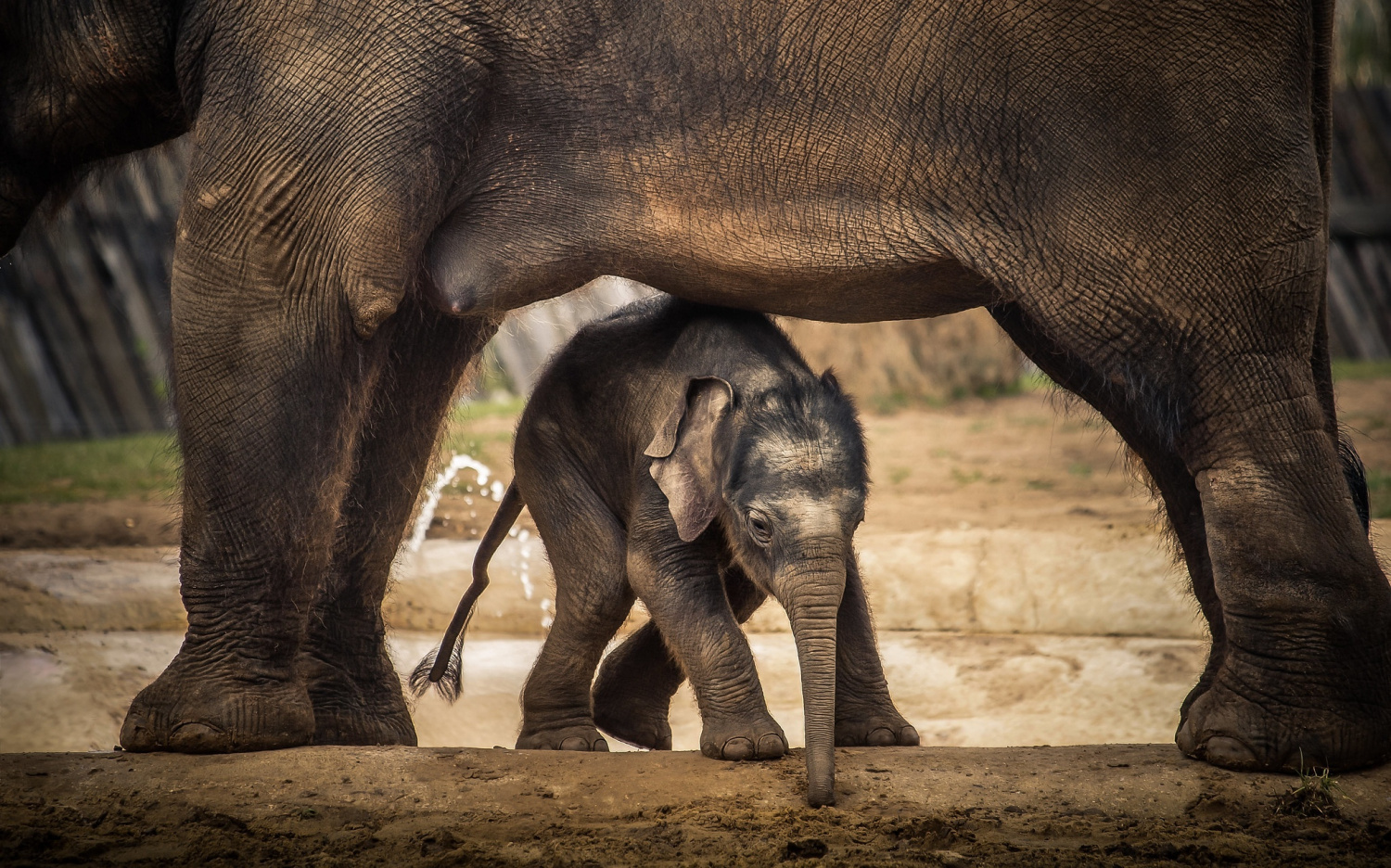 Useless fact - Elephants, Baby elephant