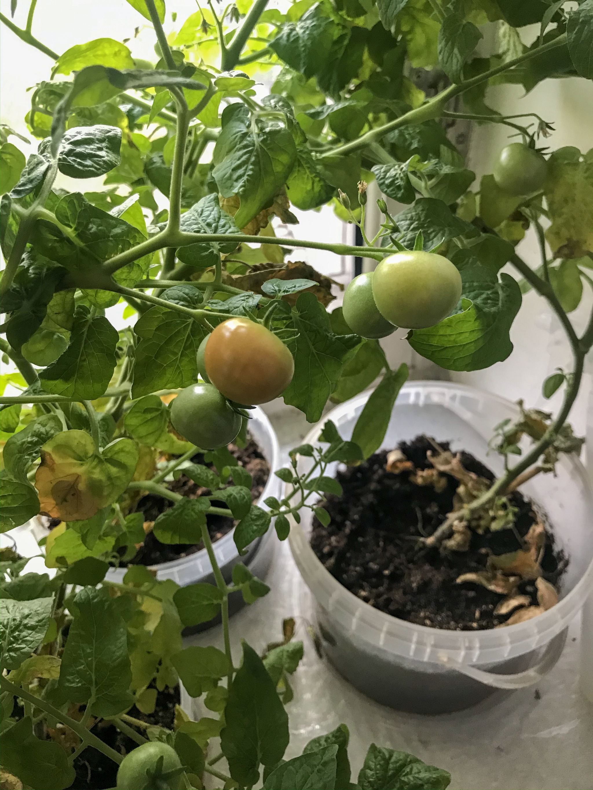 Cherry tomatoes. - My, Tomatoes, Plant growing, Houseplants, Longpost