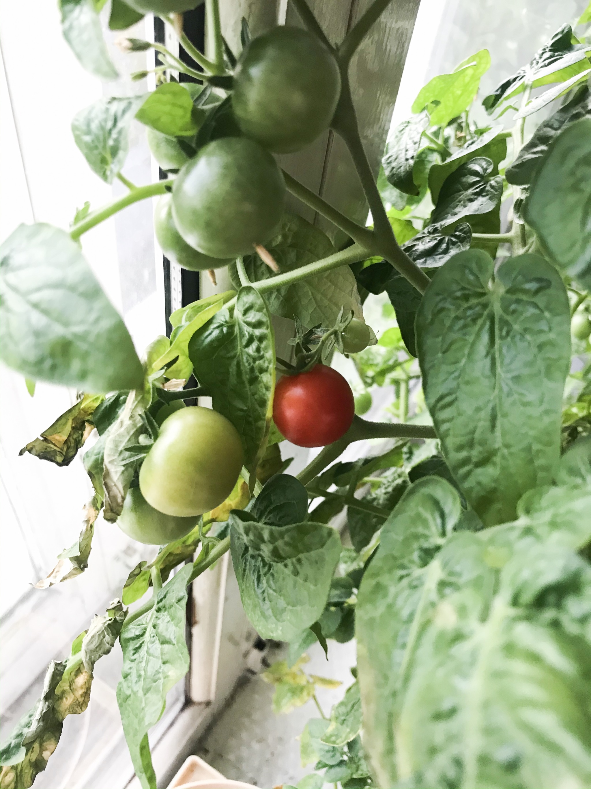 Cherry tomatoes. - My, Tomatoes, Plant growing, Houseplants, Longpost