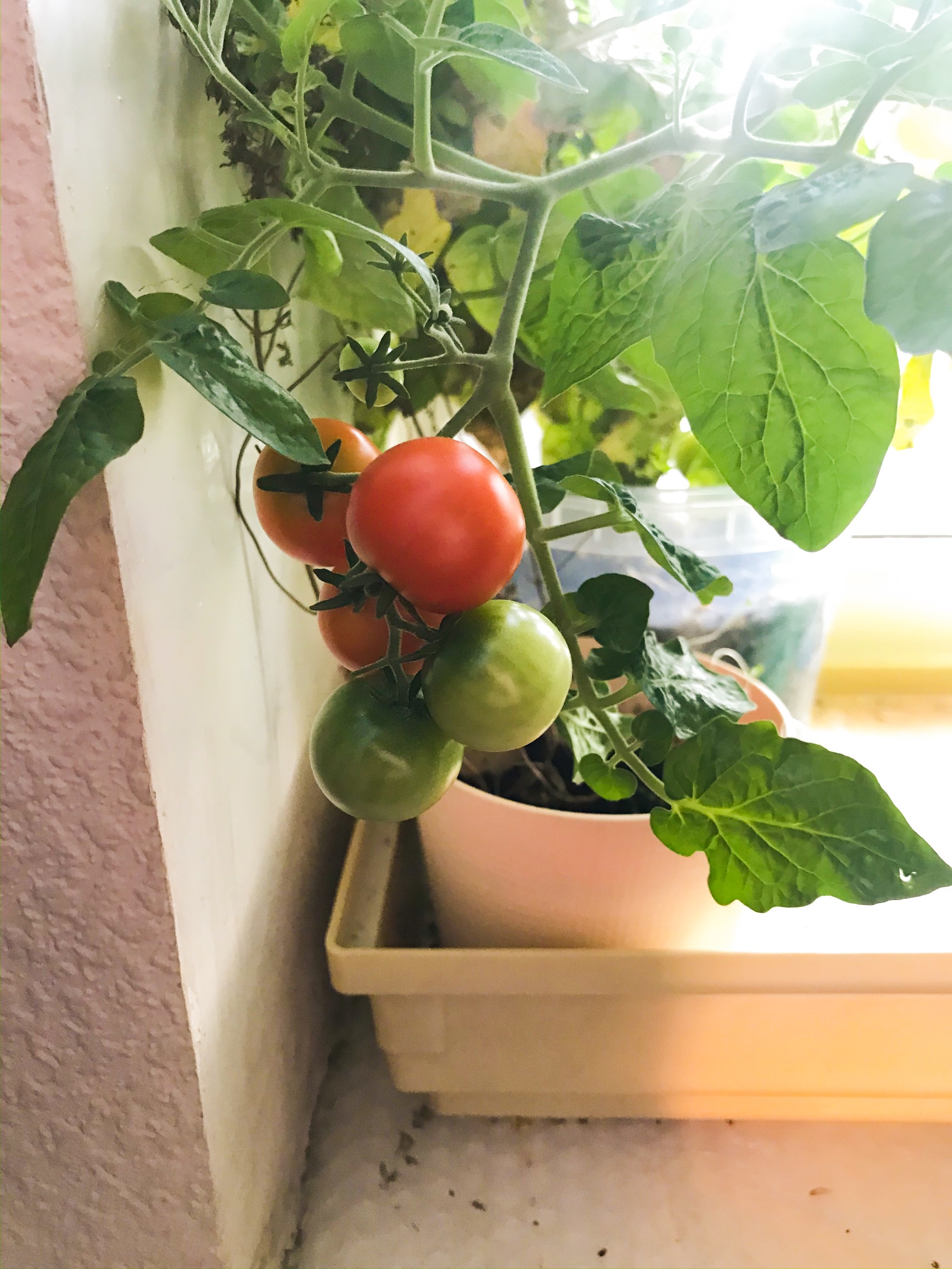 Cherry tomatoes. - My, Tomatoes, Plant growing, Houseplants, Longpost