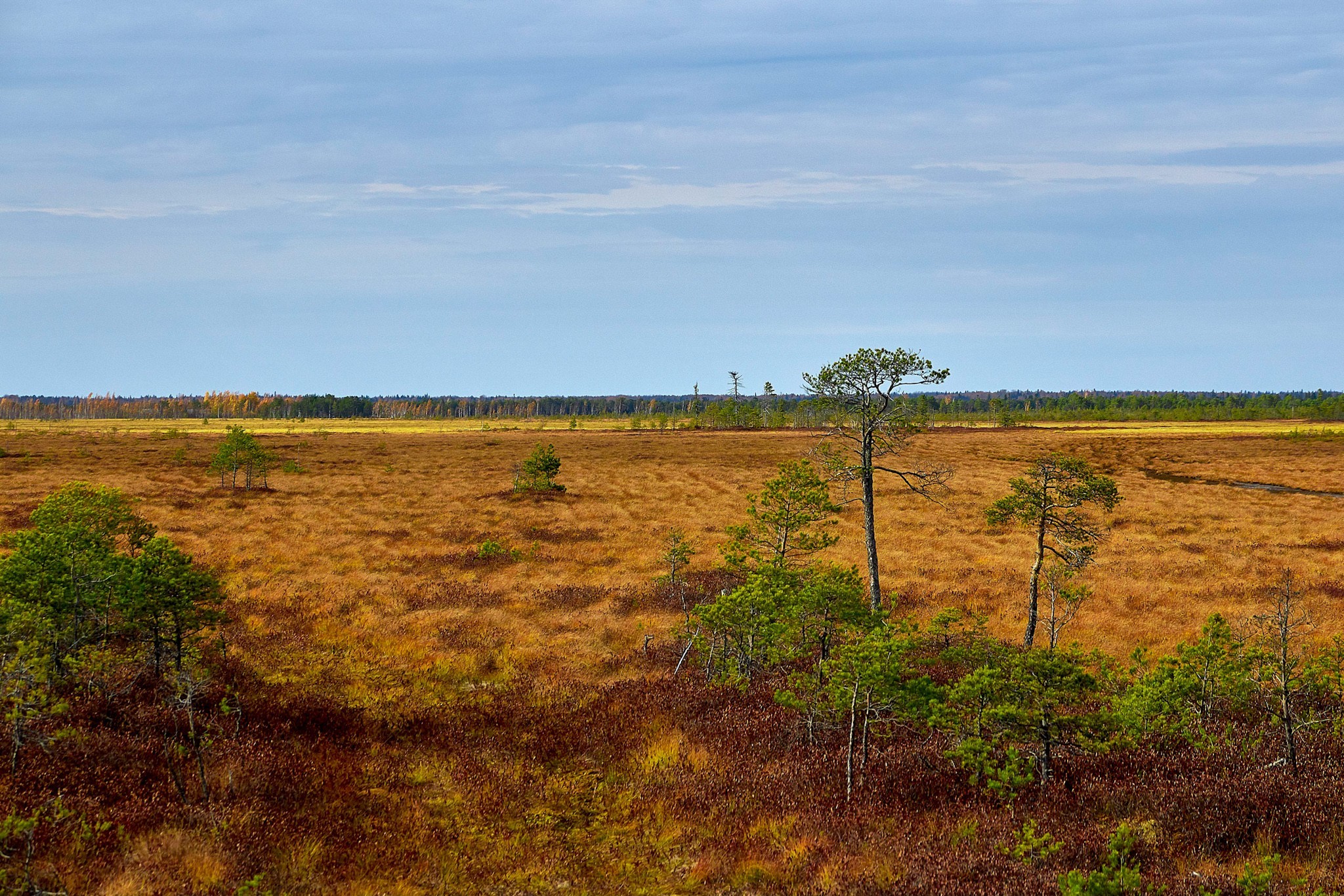 Bog. - My, Beginning photographer, Swamp, Swamp Walker, Lake, Off road, Canon 70d, Longpost